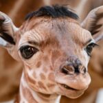Eugene the Giraffe Is Winning the Internet With His Adorably Spiky Hair