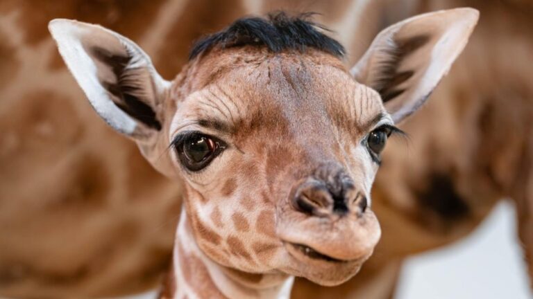 Eugene the Giraffe Is Winning the Internet With His Adorably Spiky Hair