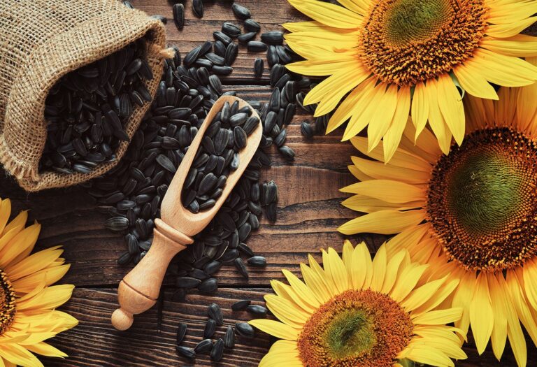 The Health Benefits of Sunflower Seeds: A Small Food Packed With Powerful Nutrition