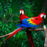 Scientists Are Saving Scarlet Macaw Chicks From a Deadly Fate Inside Their Own Nests