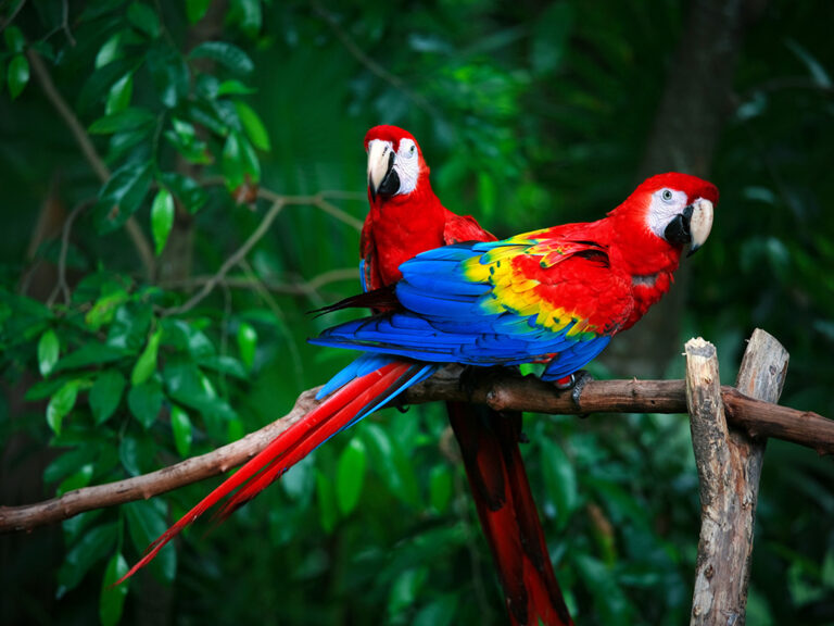 Scientists Are Saving Scarlet Macaw Chicks From a Deadly Fate Inside Their Own Nests