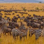 Serengeti Wins Africa’s Leading National Park Award for 2026
