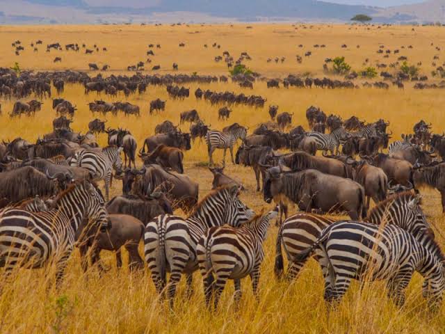 Serengeti Wins Africa’s Leading National Park Award for 2026