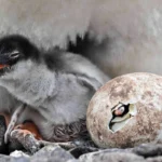 A Penguin Hidden for a Century: New Species Emerges From the Remote Kerguelen Islands