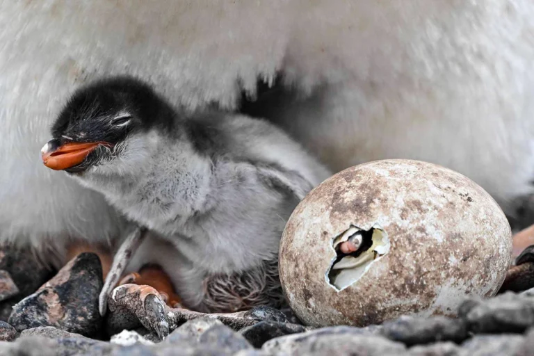 A Penguin Hidden for a Century: New Species Emerges From the Remote Kerguelen Islands