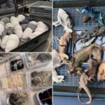 Mexican Firefighter Detained at German Airport After 92 Reptiles, Including Venomous Snakes, Allegedly Found Hidden in Luggage