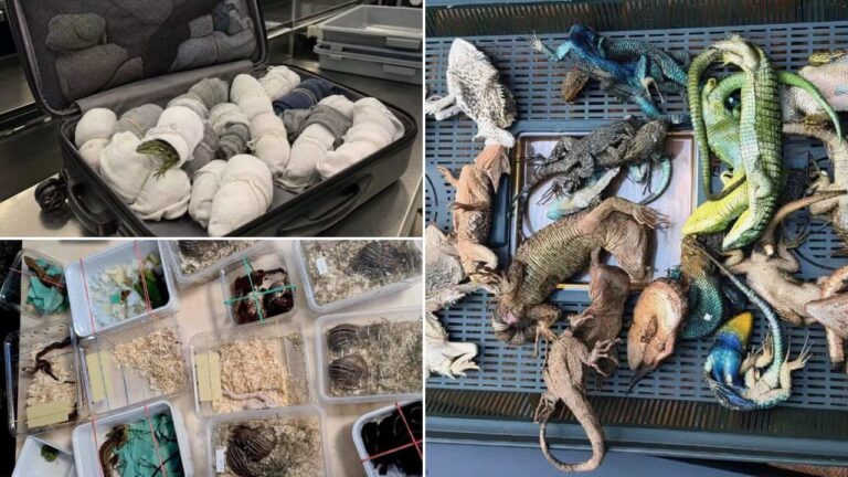 Mexican Firefighter Detained at German Airport After 92 Reptiles, Including Venomous Snakes, Allegedly Found Hidden in Luggage