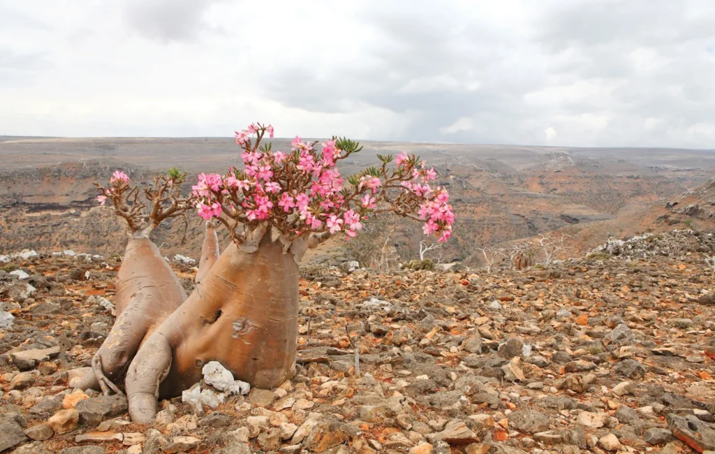 The Island Almost Forgotten by the World: Discovering Yemen’s Remote and Mysterious Abd al Kuri