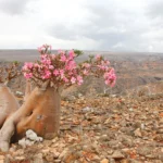 The Island Almost Forgotten by the World: Discovering Yemen’s Remote and Mysterious Abd al Kuri